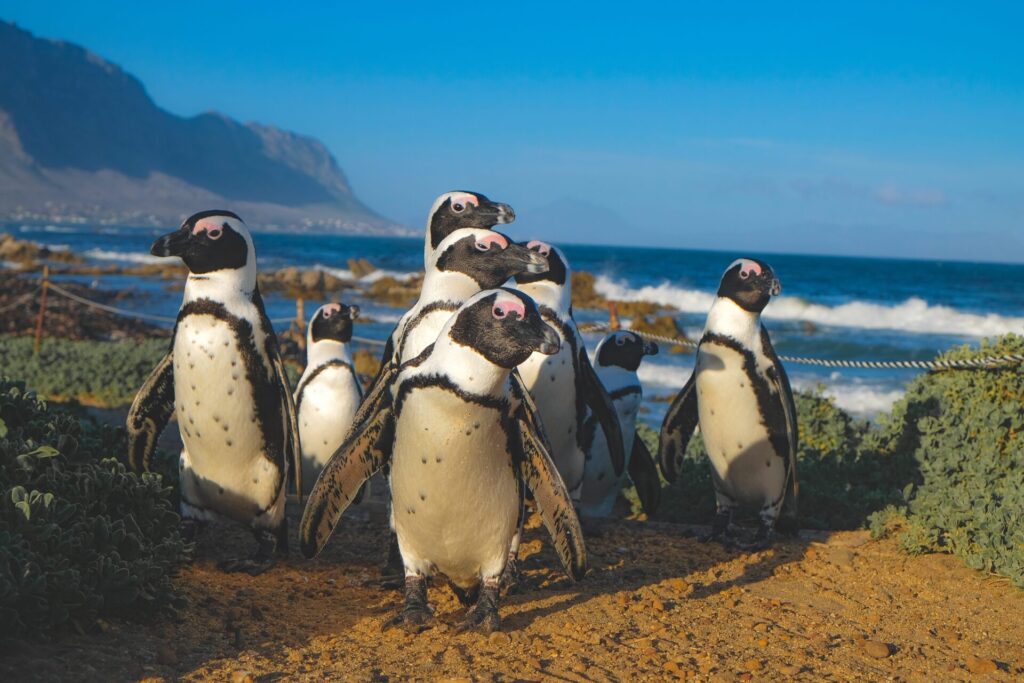 Groupofpenguins